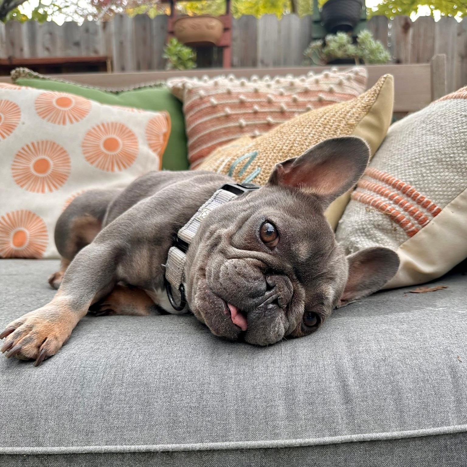Eleanor, a Adoptable French Bulldog in Citrus Heights, CA image 3/6