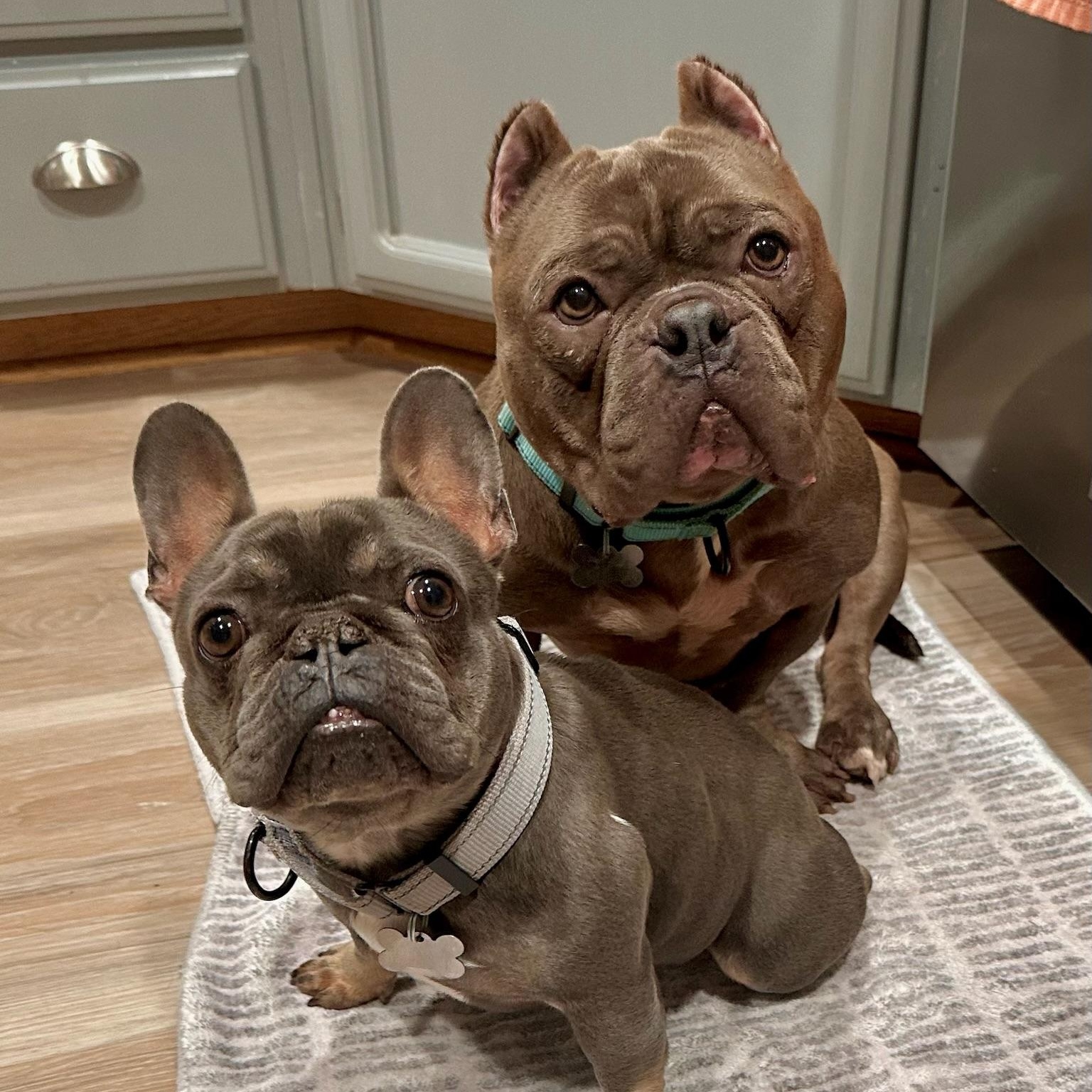 Eleanor, a Adoptable French Bulldog in Citrus Heights, CA image 5/6