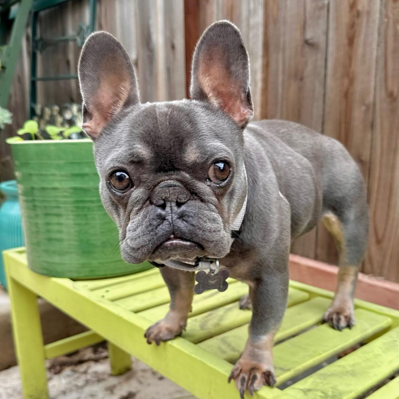 Eleanor, a Adoptable French Bulldog in Citrus Heights, CA image 6/6