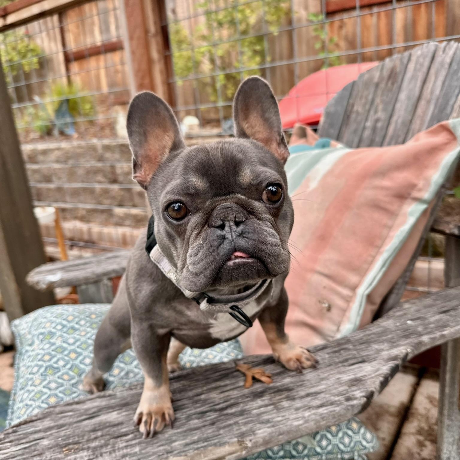Eleanor, a Adoptable French Bulldog in Citrus Heights, CA image 4/6