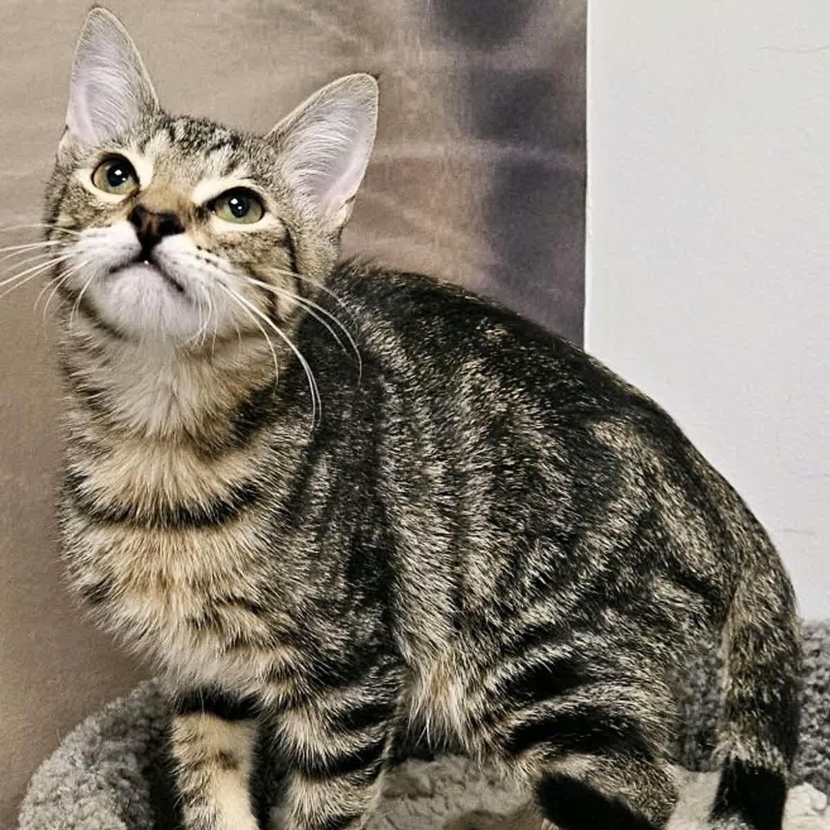 Enlarge Jill, a ADOPTABLE Tabby in Cookeville, TN image 2/2