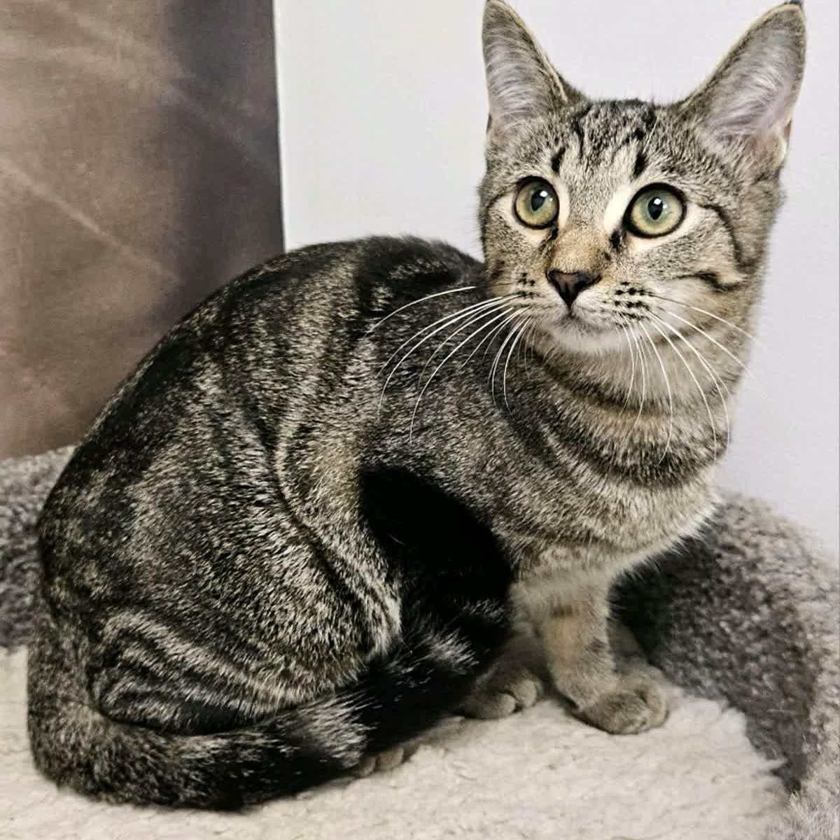 Enlarge Jill, a ADOPTABLE Tabby in Cookeville, TN image 1/2