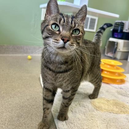 Finnigan, Adoptable, Adult Male Domestic Short Hair & Domestic Short Hair.