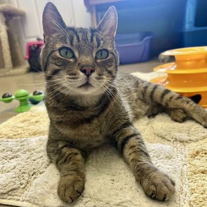 Enlarge Finnigan, a Adoptable mixed breed in East Montpelier, VT image 2/2