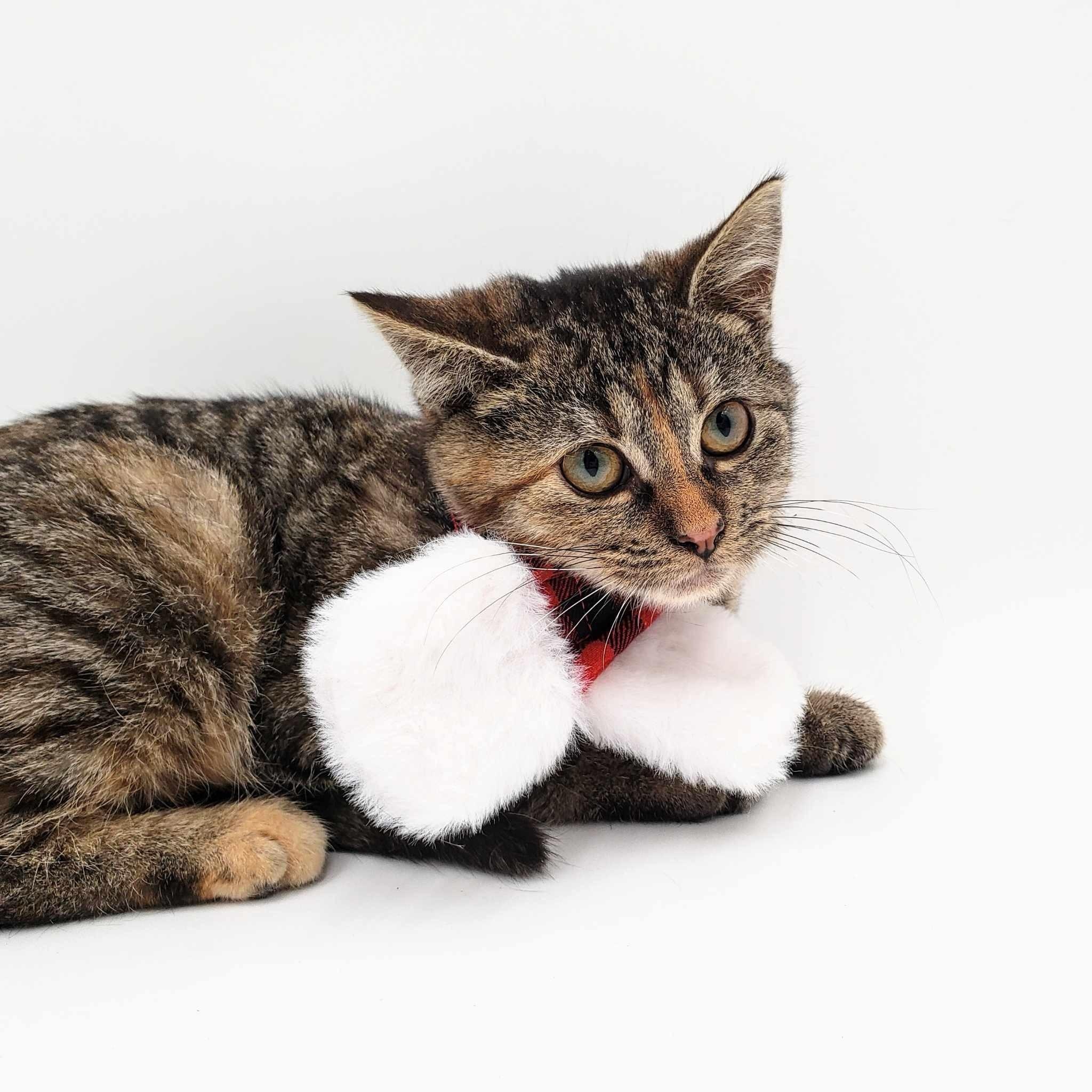 Jolly, an adoptable Domestic Short Hair in Springfield, MO, 65804 | Photo Image 2