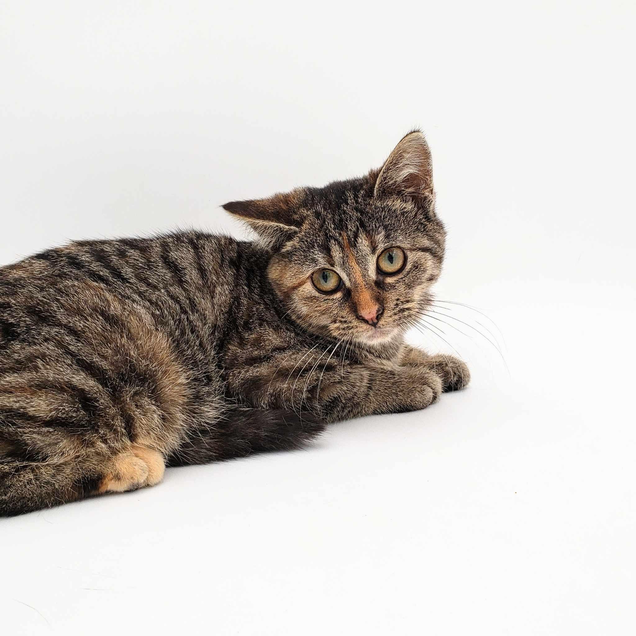 Jolly, an adoptable Domestic Short Hair in Springfield, MO, 65804 | Photo Image 4
