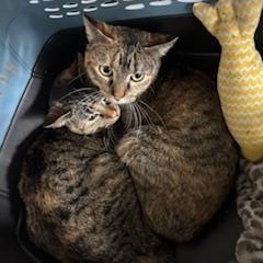 Jolly — thumbnail 3