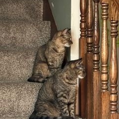 Jolly — thumbnail 4