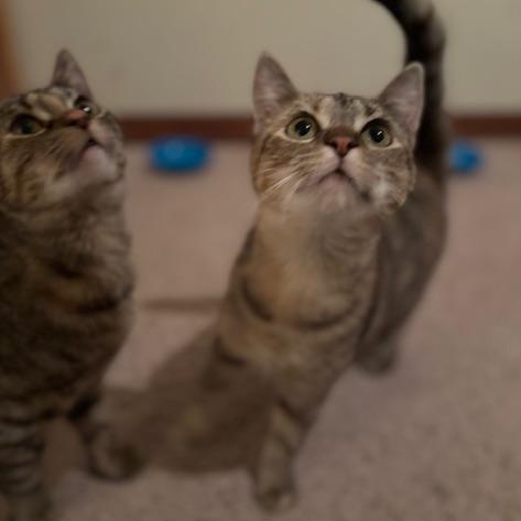 Jolly, an adoptable Domestic Short Hair in Springfield, MO, 65804 | Photo Image 3