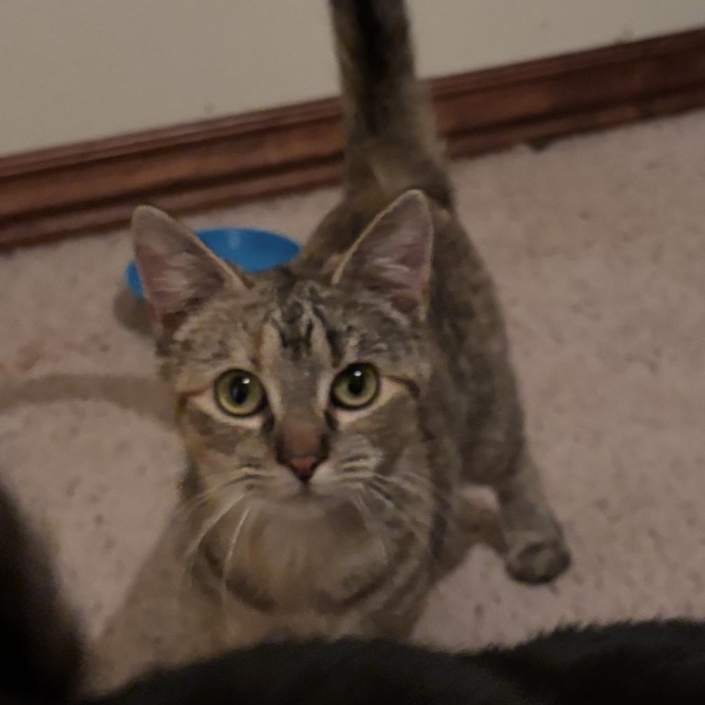 Jolly, an adoptable Domestic Short Hair in Springfield, MO, 65804 | Photo Image 6