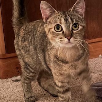 Jolly, an adoptable Domestic Short Hair in Springfield, MO, 65804 | Photo Image 5