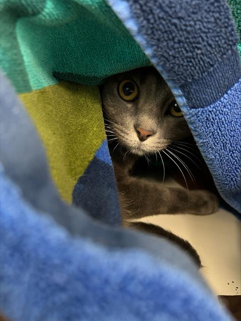 SAMUEL, Adoptable, Adult Male Domestic Short Hair.