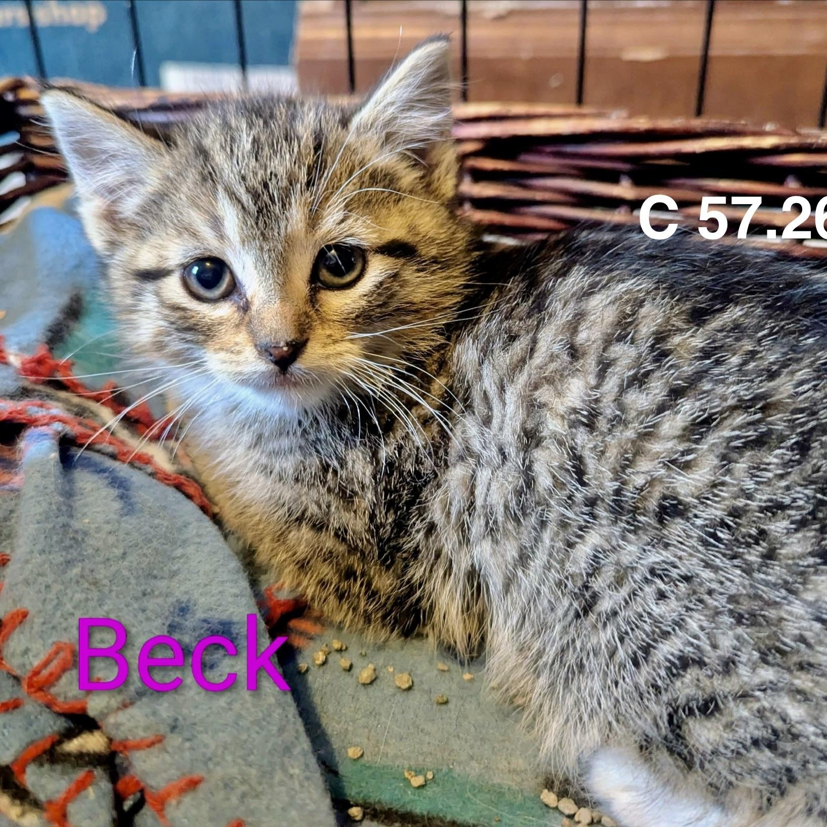 Foster Beck, Adoptable, Kitten Female Domestic Short Hair & Tiger.