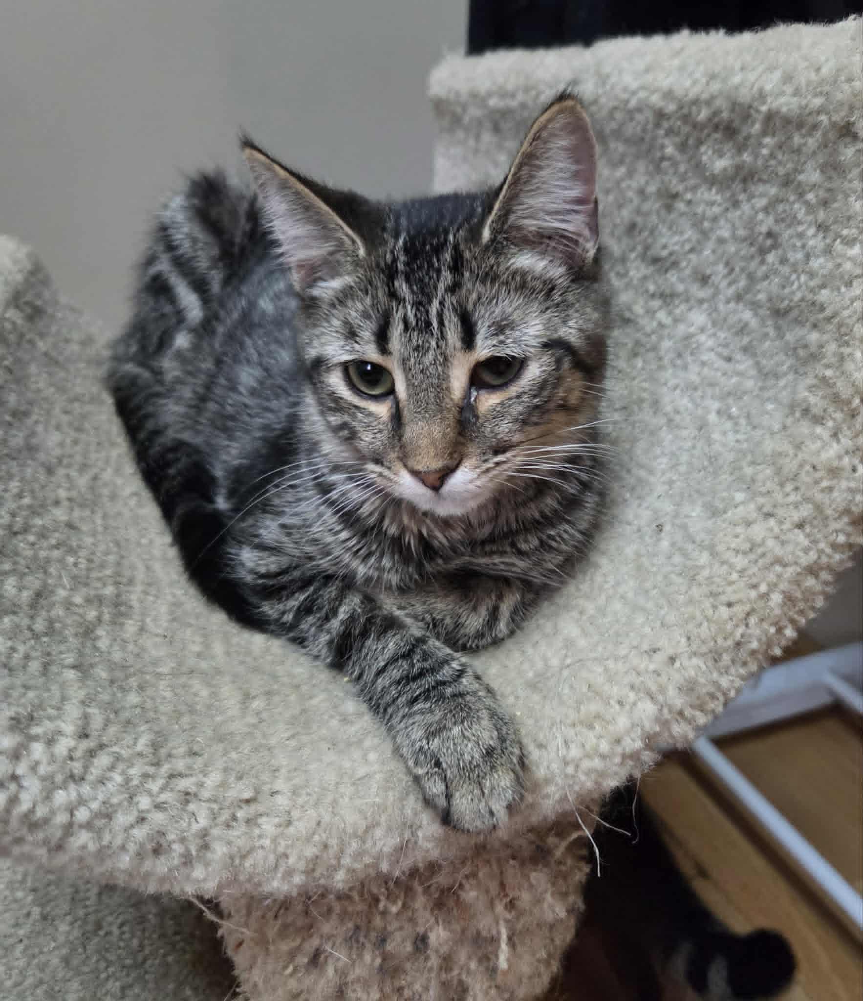 Enlarge Mac, a Adoptable Domestic Short Hair in Clymer, PA image 3/6