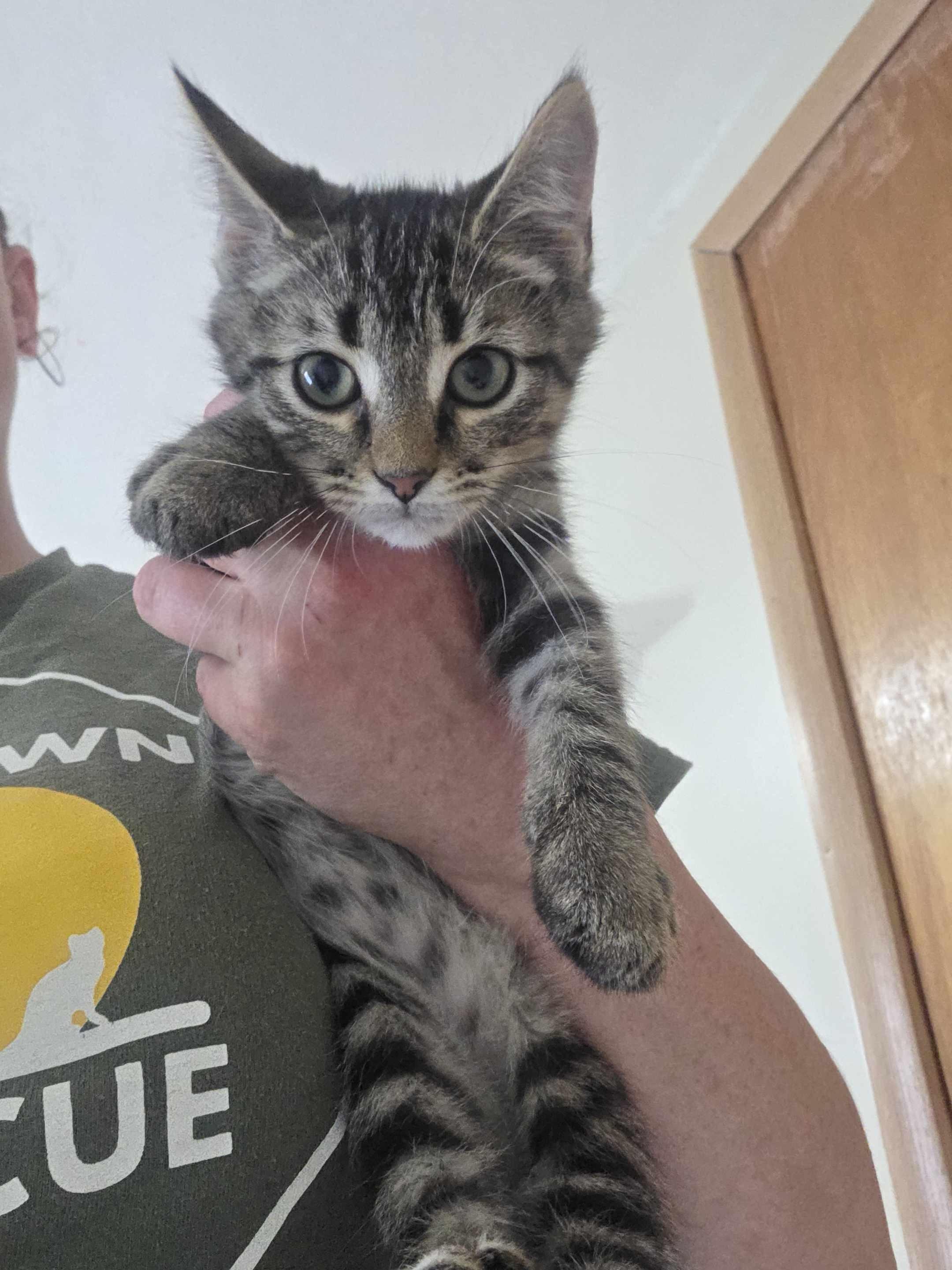 Enlarge Mac, a Adoptable Domestic Short Hair in Clymer, PA image 4/6