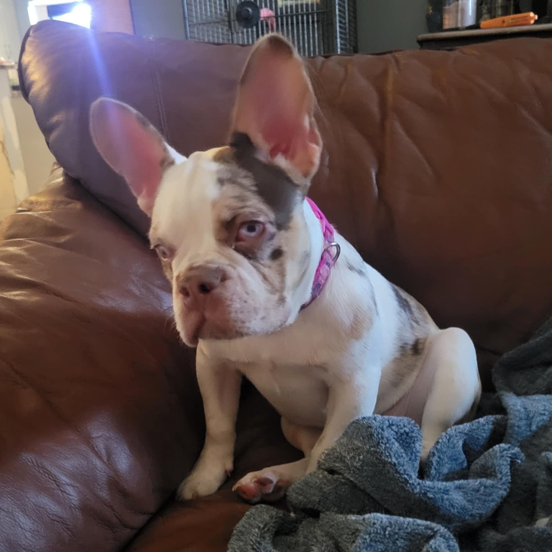 Enlarge Wendy, a ADOPTABLE French Bulldog in LEHIGH ACRES, FL image 3/6