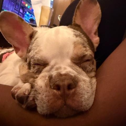 Enlarge Wendy, a ADOPTABLE French Bulldog in LEHIGH ACRES, FL image 2/6