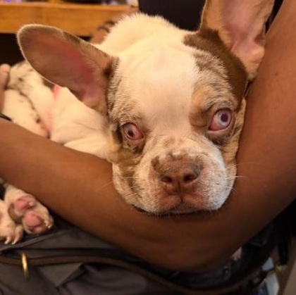 Enlarge Wendy, a ADOPTABLE French Bulldog in LEHIGH ACRES, FL image 4/6