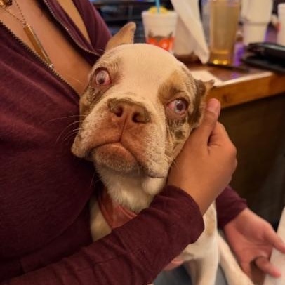 Enlarge Wendy, a ADOPTABLE French Bulldog in LEHIGH ACRES, FL image 5/6