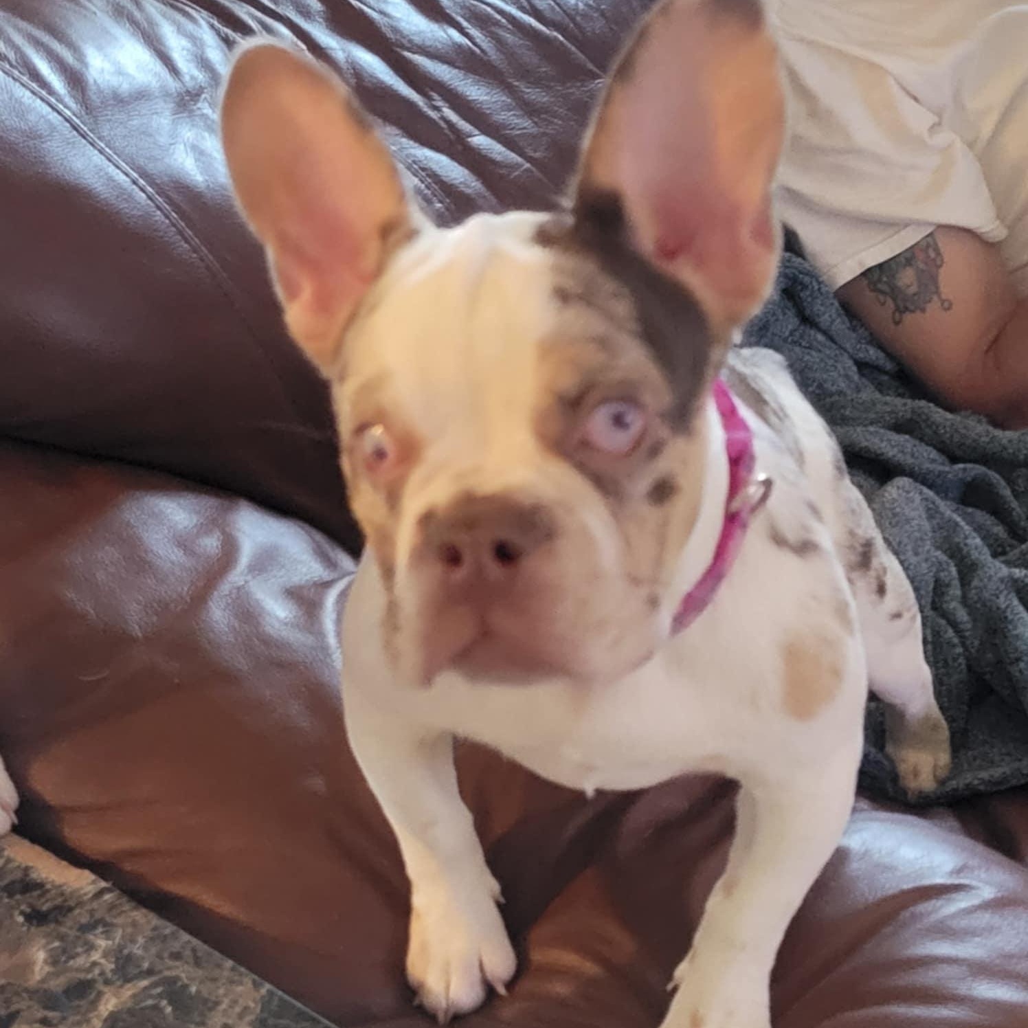 Enlarge Wendy, a ADOPTABLE French Bulldog in LEHIGH ACRES, FL image 6/6