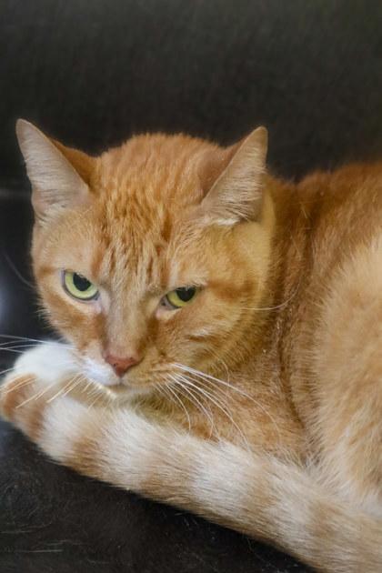 Cheese, Adoptable, Adult Male Domestic Medium Hair & Domestic Short Hair.