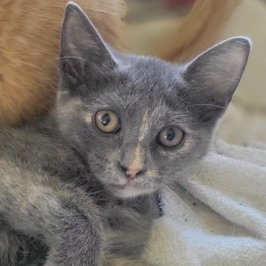 Burgessa — thumbnail 2