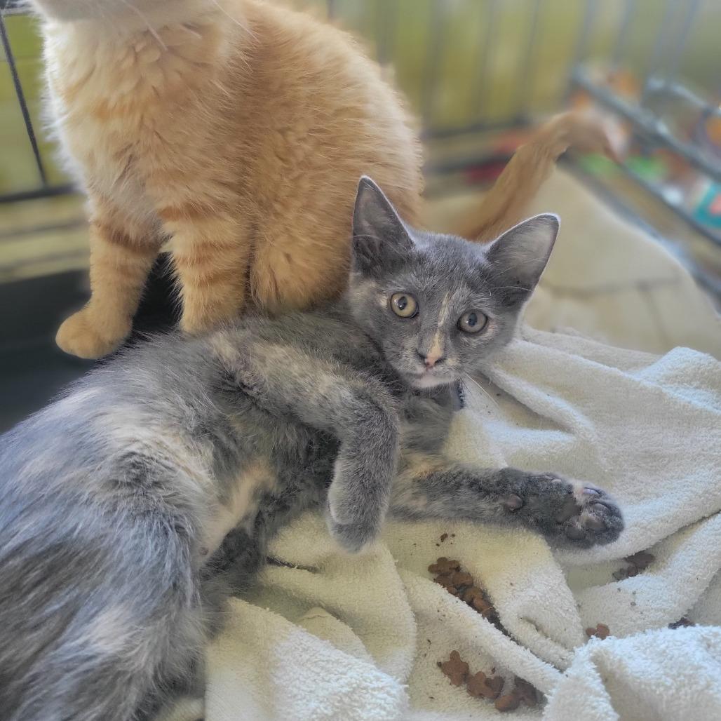 Burgessa — thumbnail 3