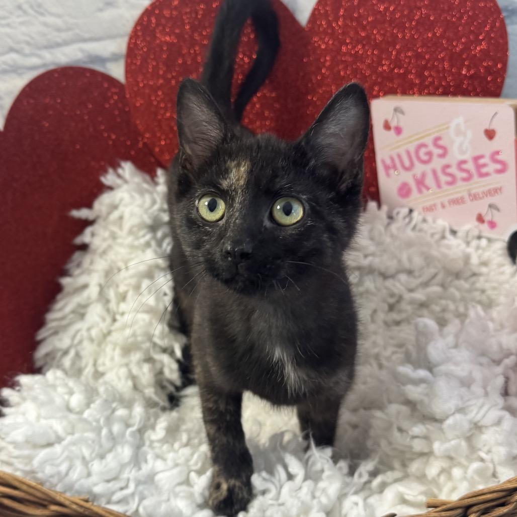 Matcha, Adoptable, Kitten Female Domestic Short Hair.