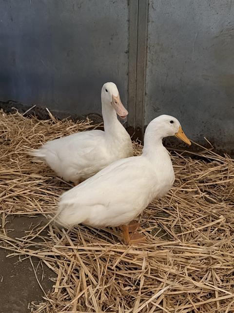 Enlarge BROOK*, a Adoptable Duck in Santa Cruz, CA image 1/1