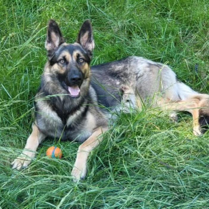 Blue, Adoptable, Adult Male German Shepherd Dog.