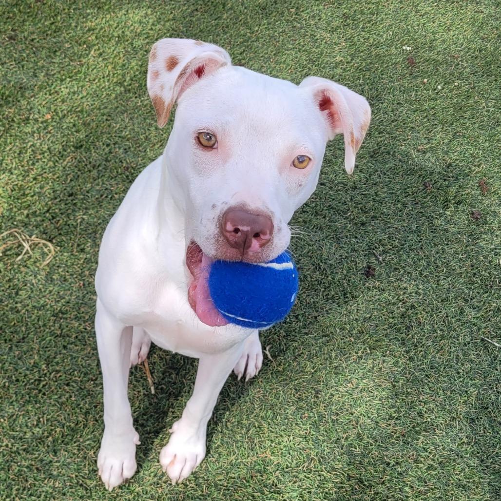 Randy @ Foster, Adoptable, Young Male Mixed Breed.