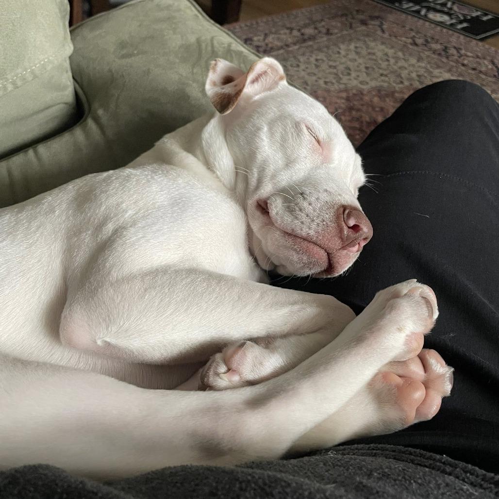 Randy @ Foster, Adoptable, Young Male Mixed Breed.