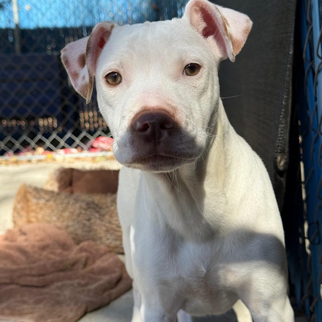 Enlarge Randy @ Foster, a Adoptable Mixed Breed in Summerville, SC image 2/4