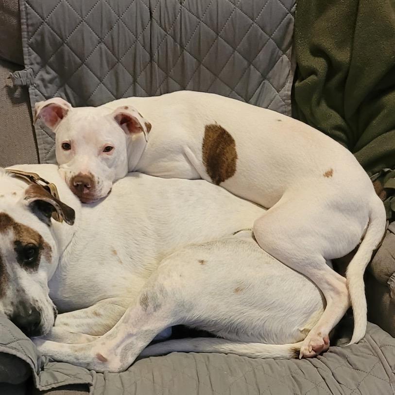 Enlarge Randy @ Foster, a Adoptable Mixed Breed in Summerville, SC image 4/6