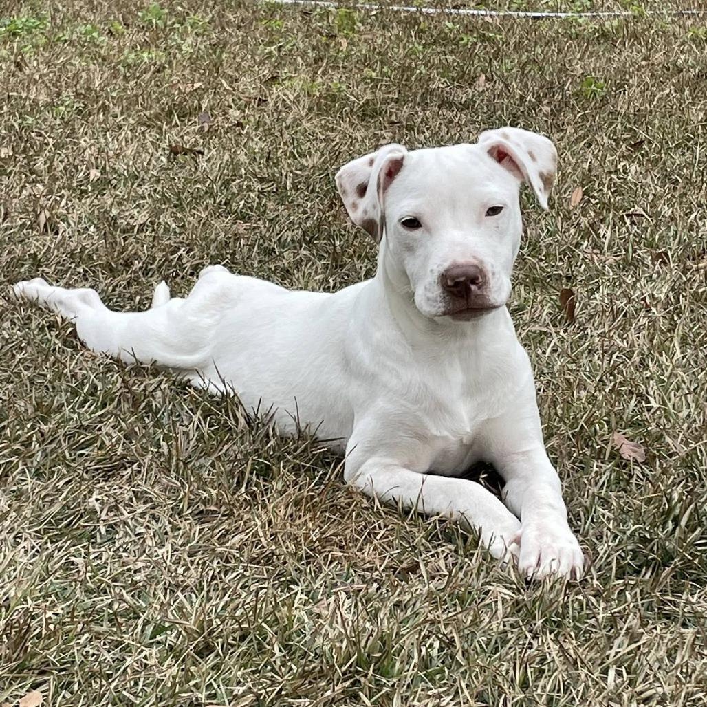 Enlarge Randy @ Foster, a Adoptable Mixed Breed in Summerville, SC image 4/4