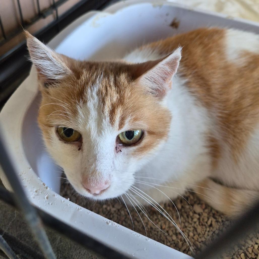 Enlarge Twinkle, a Adoptable Domestic Short Hair in Cleveland, MS image 1/1
