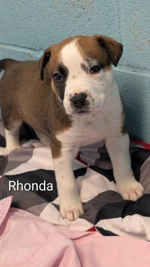 Enlarge Ronda, a Adoptable mixed breed in Seven Points, TX image 1/2