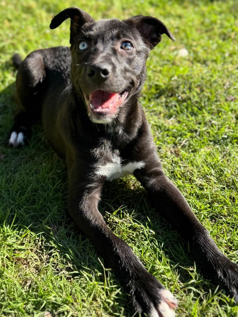 Enlarge Flash, a Adoptable mixed breed in Great Bend, KS image 2/5