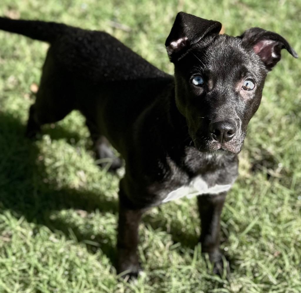 Enlarge Flash, a Adoptable mixed breed in Great Bend, KS image 3/5