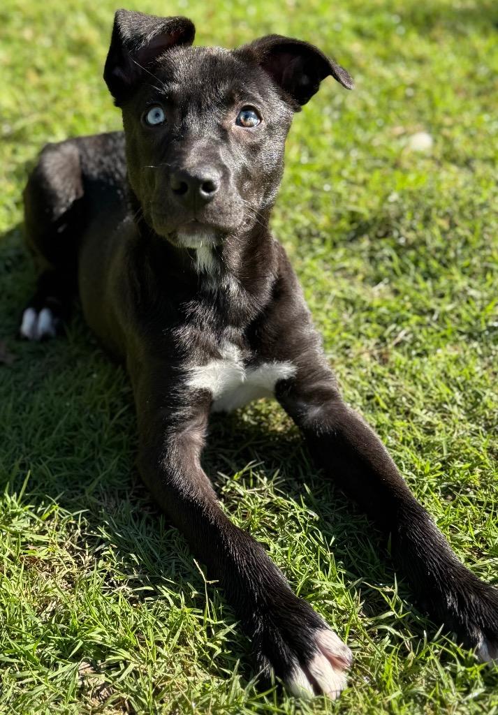 Enlarge Flash, a Adoptable mixed breed in Great Bend, KS image 4/5
