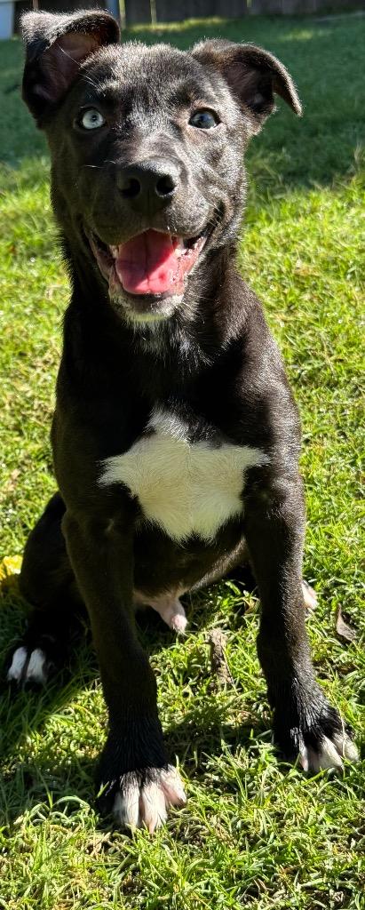 Enlarge Flash, a Adoptable mixed breed in Great Bend, KS image 5/5