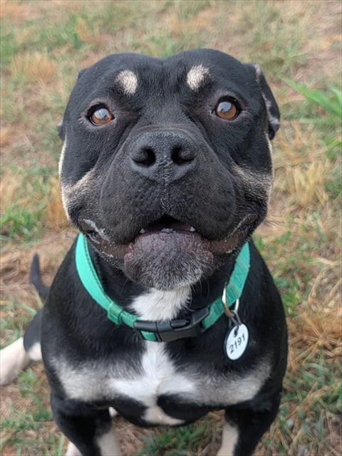 QAMARI, Adoptable, Adult Male Pit Bull Terrier.