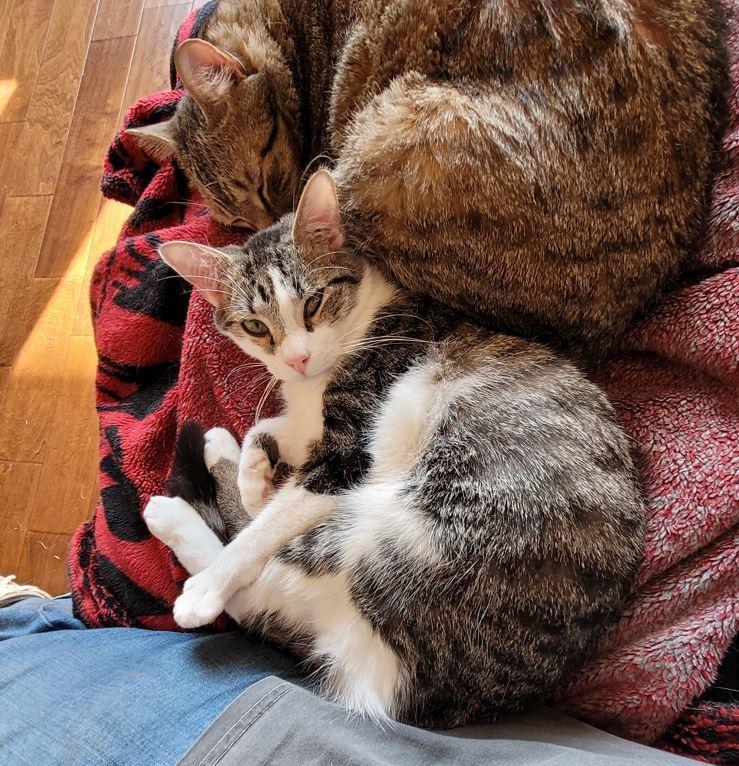 Spike, Adoptable, Young Male Tabby & Domestic Short Hair.