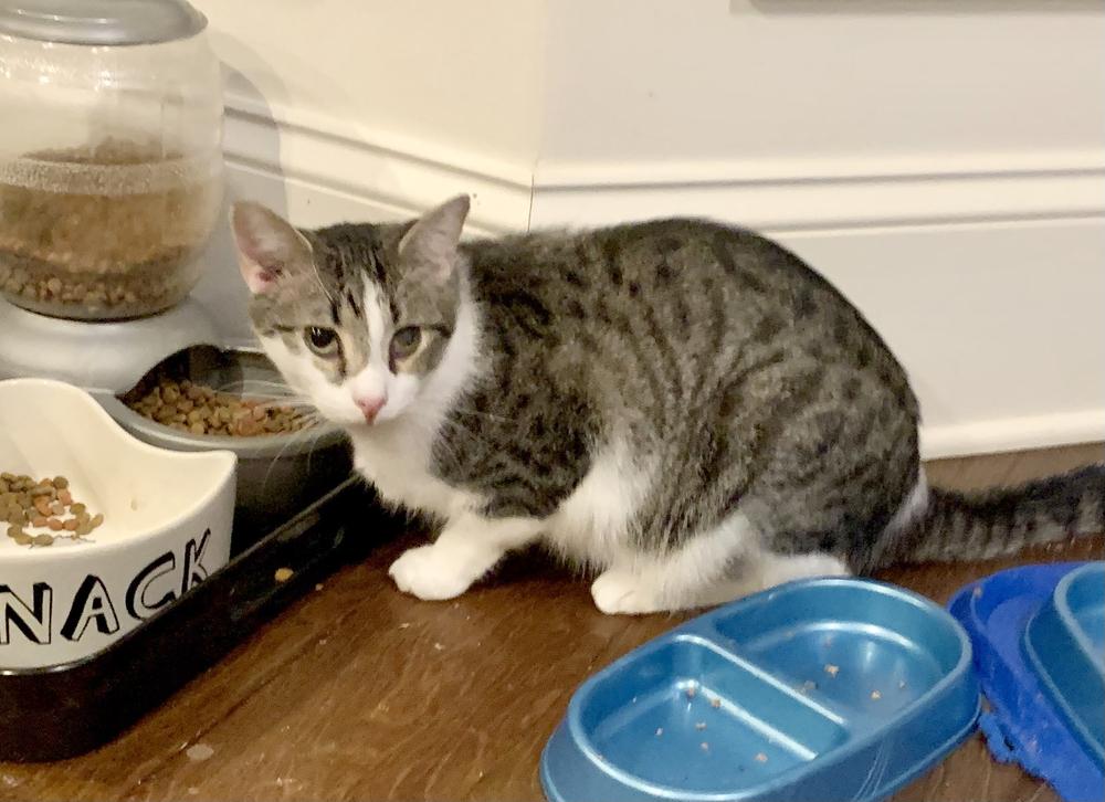 Enlarge Spike, an adopted mixed breed in Easley, SC image 2/3