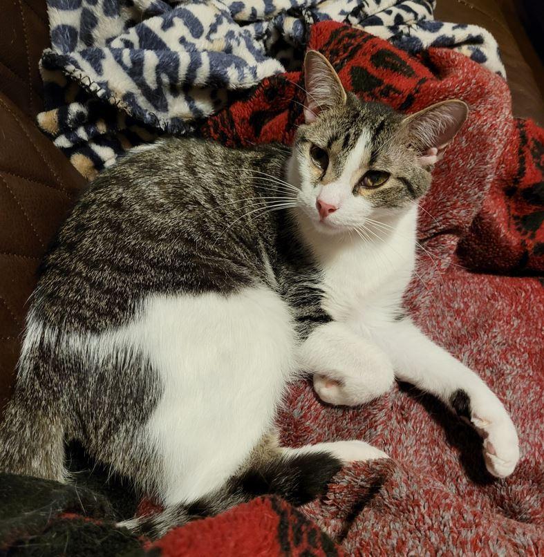 Enlarge Spike, an adopted mixed breed in Easley, SC image 3/3