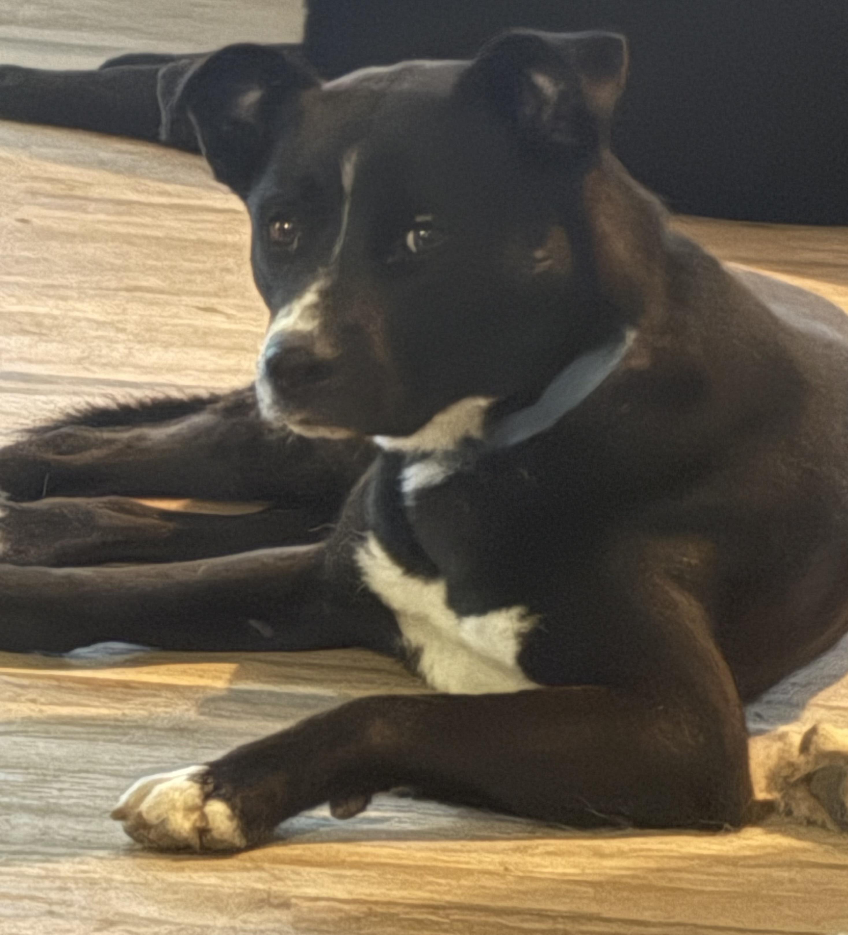 Enlarge Skye, a Adoptable mixed breed in Cheyenne, WY image 1/2