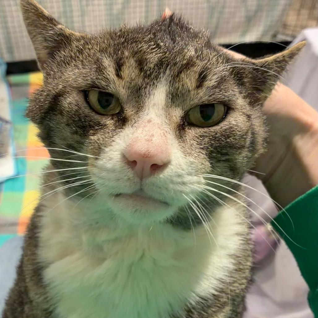 Thomas, Adoptable, Adult Male Domestic Short Hair.