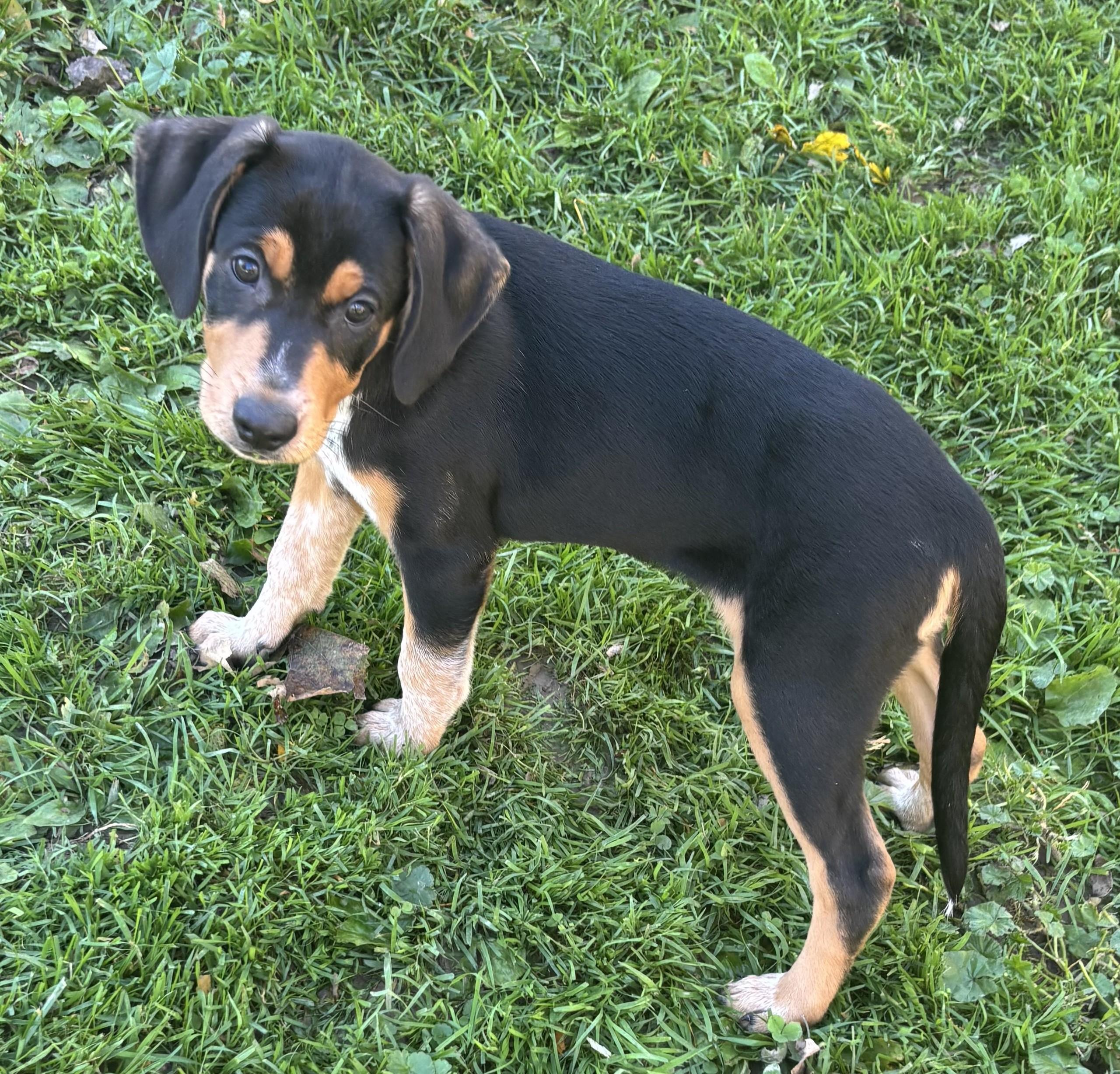 Enlarge Toasted Bun, a Adoptable mixed breed in Albany, NY image 3/5