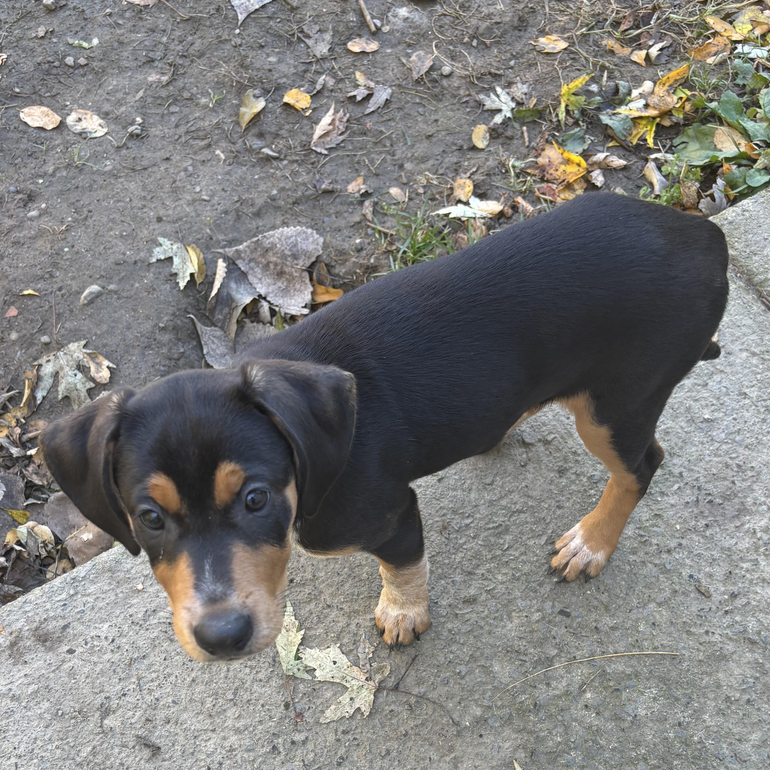 Enlarge Toasted Bun, a Adoptable mixed breed in Albany, NY image 2/5