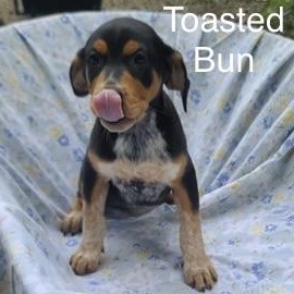 Enlarge Toasted Bun, a Adoptable mixed breed in Albany, NY image 5/5